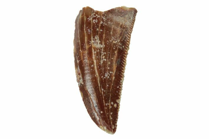 Serrated, Raptor Tooth - Real Dinosaur Tooth #234906